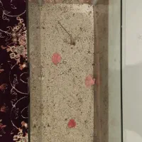 آکواریوم ماهی|ماهی|میاندوآب, |دیوار