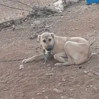 ۳ عدد سگ ماده.بایک عدد سگ نر دوتاش واگذاری هستن|سگ|چیتاب, |دیوار