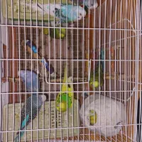 ۴ جفت مرغ عشق و یک عدد فنچ|پرنده|بوشهر, |دیوار