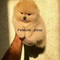 تولیدی سگ پامر خرسی خالص