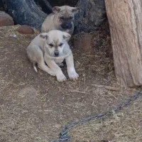 واگزاری نرو ماده|سگ|مهربان, |دیوار