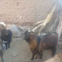 بزغاله نر و نربز|حیوانات مزرعه|فردوس (خراسان), |دیوار