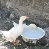 اردک پکنی ،قوغاز ، اردک موسکویی  فروش یا معاوضه