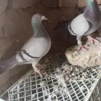 کفتر فروشی نرماده سبز با ماده زاغ نوک سفید پرشی|پرنده|صابری, |دیوار