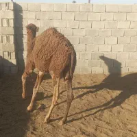 شترماده فروشی