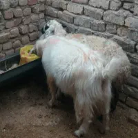 نربز گوسفند