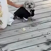 سگ. نر اماده جفت گیری با ماده