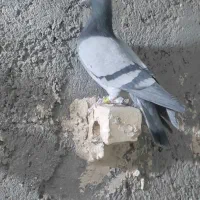 کفتر بوم هفرنگ سبز پلاکی|پرنده|مشهد, کوشش|دیوار