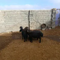 میش قره قزل  افشار اصیل