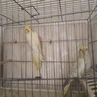 عروس هلندی مولد