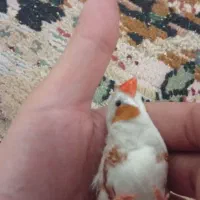 فنچ جفت نر