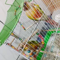 دوعددگرینچیک بالوازم