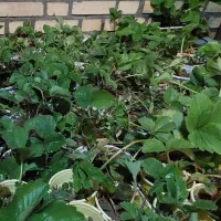 نهال توت فرنگی