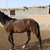 اسب مسابقه سالم تر تمیز  قیمت توافقی