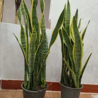 گل سانسوریاابلق|گل و گیاه طبیعی|ارومیه, |دیوار