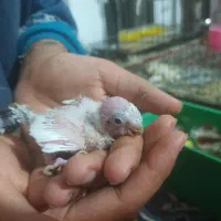 جوجه سرلاکی مرغ عشق ۳ عدد و عروس هلندی نر|پرنده|ماهدشت, |دیوار