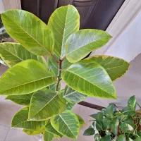 گلدان فیکوس آلتیسما(پرتقالی).همراه با گلدان سفالی