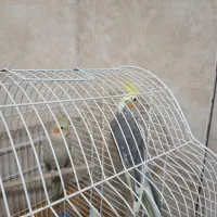 هلندی|پرنده|قم, شهر قائم|دیوار