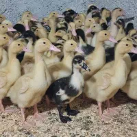 اردک پکنی گوشتی ۲۵ روزه و محلی جوجه محلی ۱ روز