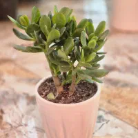 گل یشم گیاه ثروت