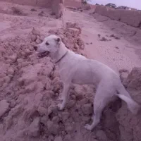 سگ گله نژاد دار|سگ|شاهرود, |دیوار