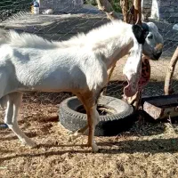 نربز گلابی اصل درجه یک پرشور|حیوانات مزرعه|جیرفت, |دیوار