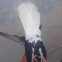دم سفید|پرنده|خرمشهر, |دیوار