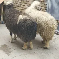 گوسفند‌و‌بره‌کوت‌عبدالله