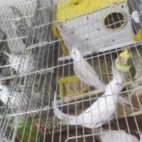 عروس هلندی با قفس|پرنده|تهران, امام زاده عبدالله|دیوار