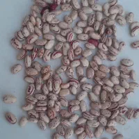 لوبیا چیتی  بذر مادر کلمبیا  تظمینی