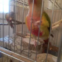 طوطی گرینچیک جفت|پرنده|پاکدشت, پاکدشت (مامازند)|دیوار