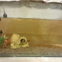 آکواریوم ماهی