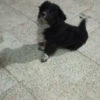 سگ نژاد قدرجونی ۴ ماهه