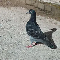 کفتر زاغ و پلاکی|پرنده|خرمشهر, |دیوار