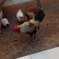 خروس و مرغ تخم گذار