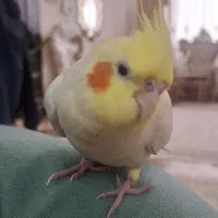 مژدگانی ۳ میلیون تومن میدم عروسم گم شده