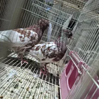 کله سرخ، سرخ مسافتی. سفیدکرمونی