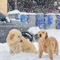 سگ گلدن رتریور|سگ|ابهر, |دیوار