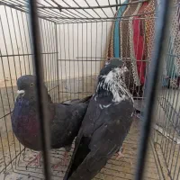 سه عدد نر طوقی و کاشونی