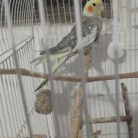 یک جفت گرینچیک وعروس هلندی نر|پرنده|مشهد, شهید قربانی|دیوار