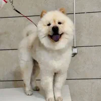 سگ چاو چاو