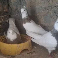 کبوترطوقی|پرنده|باغ بهادران, |دیوار