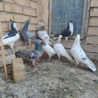 کفتر|پرنده|اسفرورین, |دیوار