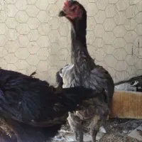 مرغ و خروس لاری اوشامو|حیوانات مزرعه|باغ بهادران, |دیوار