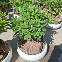 بنسای میخک|گل و گیاه طبیعی|مشهد, نیروی هوایی|دیوار