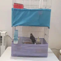 قفس  دو عدد بهمراه یک مرغ عشق زبل و بسیار سالم