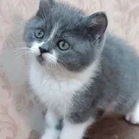 گربه بریتیش اصل وخاص|گربه|شیراز, قصرالدشت|دیوار