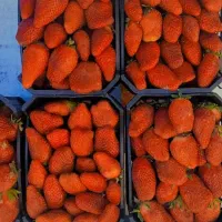 پخش عمده و مستقیم تره‌بار میوه سبزیجات باقالی ذرت|عمده‌فروشی|تهران, میدان میوه و تره‌بار مرکزی|دیوار