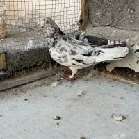 کبوتر