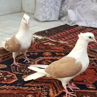 پشت زرد دوبالی پشتار پش|پرنده|تاکستان, |دیوار